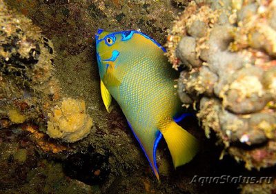 Ангел-изабелита королева, Зеленая качама (Holacanthus ciliaris)