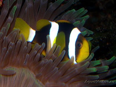 Фото Клоун Кларка шоколадный Amphiprion clarkii  (photo#110252)