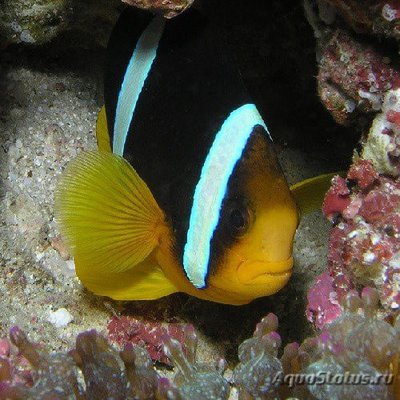 Клоун Кларка шоколадный (Amphiprion clarkii)