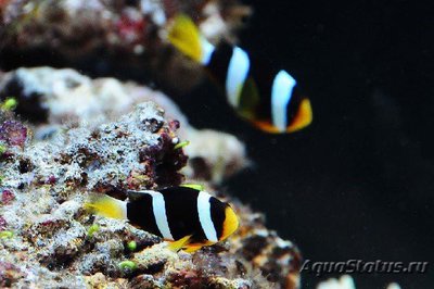 Клоун Кларка шоколадный (Amphiprion clarkii)