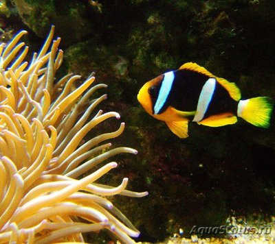 Клоун Кларка шоколадный (Amphiprion clarkii)