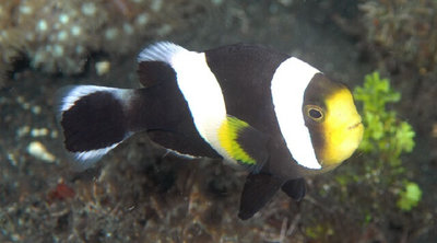 Клоун седловидный (Amphiprion polymnus)