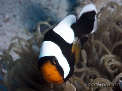 Клоун седловидный (Amphiprion polymnus)