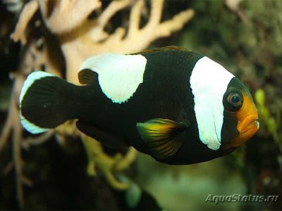 Фото Клоун седловидный Amphiprion polymnus  (photo#110259)