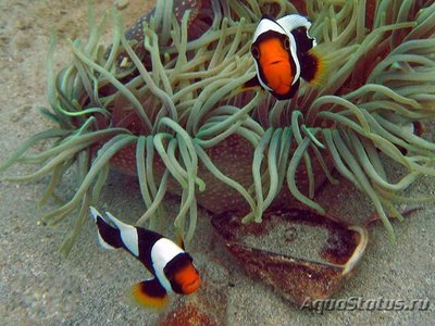 Фото Клоун седловидный Amphiprion polymnus  (photo#110260)