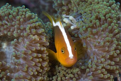 Амфиприон пестроносый ( Amphiprion akallopisos )