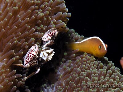 Амфиприон пестроносый ( Amphiprion akallopisos )