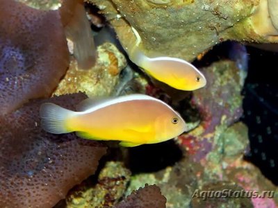 Амфиприон пестроносый ( Amphiprion akallopisos )