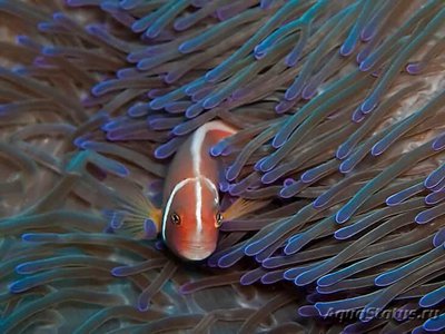 Амфиприон пестроносый ( Amphiprion akallopisos )