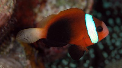 Фото Клоун черный Amphiprion melanopus  (photo#110276)