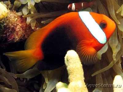 Клоун черный (Amphiprion melanopus)