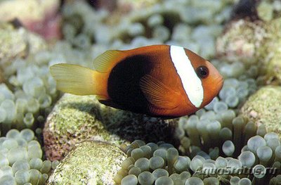 Клоун черный (Amphiprion melanopus)