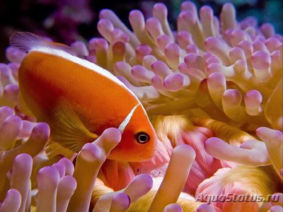 Клоун розовый (Amphiprion perideraion)