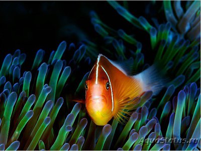 Клоун розовый (Amphiprion perideraion)