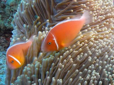 Фото Клоун розовый Amphiprion perideraion  (photo#110281)