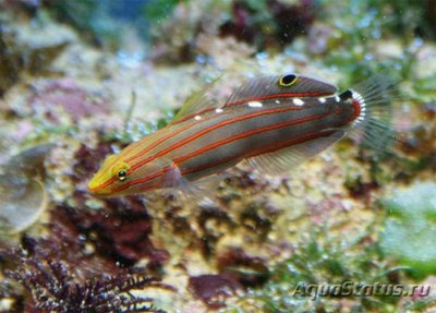 Бычок Клоун (Amblygobius rainfordi)