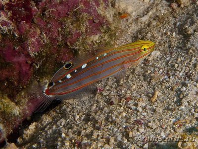 Бычок Клоун (Amblygobius rainfordi)