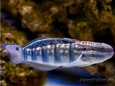 Бычок Амблигобиус-пуля (Amblygobius phalaena)