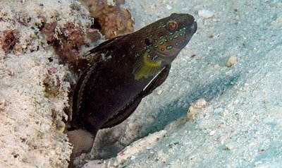 Бычок Амблигобиус-пуля (Amblygobius phalaena)