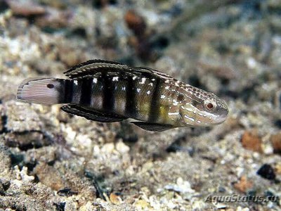 Бычок Амблигобиус-пуля (Amblygobius phalaena)