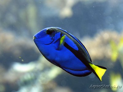 Хирург голубой королевский, Хепатус (Paracanthurus hepatus var.)