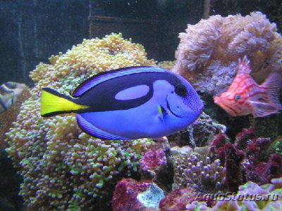 Хирург голубой королевский, Хепатус (Paracanthurus hepatus var.)