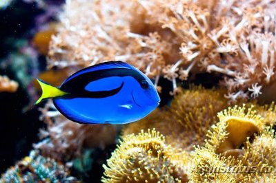 Фото Хирург голубой королевский, Хепатус Paracanthurus hepatus var.  (photo#110294)