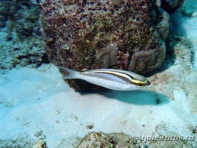 Сколопс сейшельский ( Scolopsis frenatus )