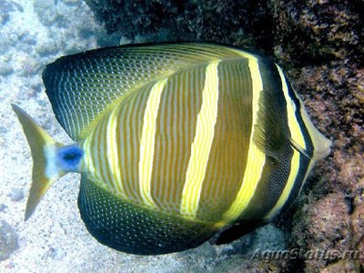 Хирург-парусник (Zebrasoma veliferum)