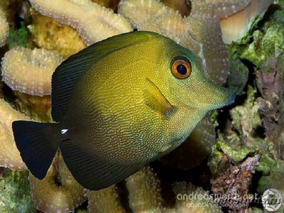 Зебрасома Скопас (Zebrasoma scopas)