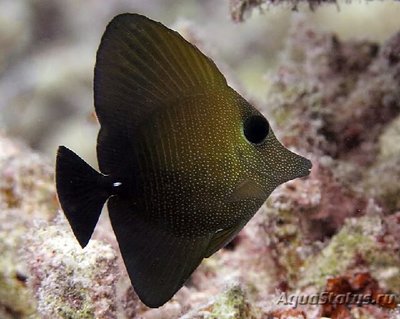 Зебрасома Скопас (Zebrasoma scopas)