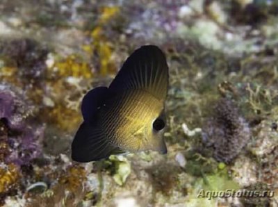 Зебрасома Скопас (Zebrasoma scopas)