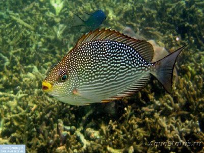 Сиган Яванский ( Siganus javus )