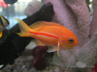 Антиас краснополосый (Pseudanthias fasciatus)