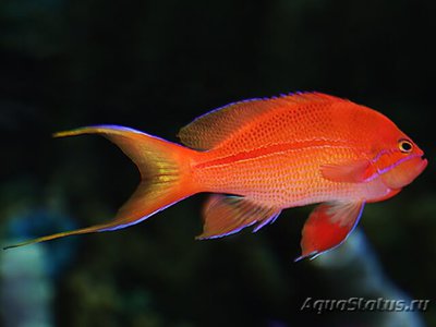 Антиас краснополосый (Pseudanthias fasciatus)