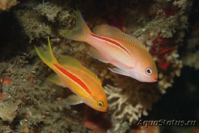 Антиас краснополосый (Pseudanthias fasciatus)