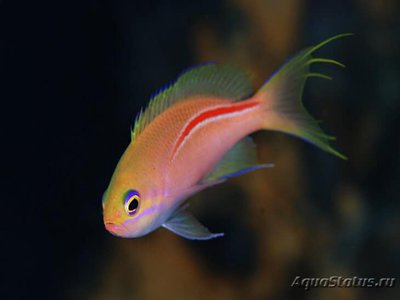 Антиас краснополосый (Pseudanthias fasciatus)