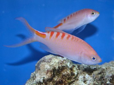 Антиас лори (Королевский тигровый антиас) (Pseudanthias (Mirolabrychthys) lori)