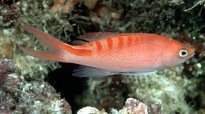 Фото Антиас лори Королевский тигровый антиас Pseudanthias Mirolabrychthys lori  (photo#110347)