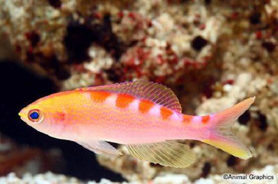 Фото Антиас лори Королевский тигровый антиас Pseudanthias Mirolabrychthys lori  (photo#110348)