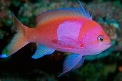 Фото Антиас-квадрат Малевич Pseudanthias pleurotaenia  (photo#110364)