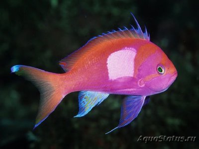 Антиас-квадрат (Малевич) (Pseudanthias pleurotaenia)