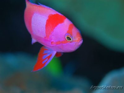 Антиас-квадрат (Малевич) (Pseudanthias pleurotaenia)