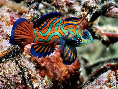 Рыба мандаринка , или Китайский окунь ( Mandarin fish )