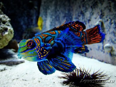 Рыба мандаринка , или Китайский окунь ( Mandarin fish )