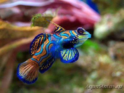 Рыба мандаринка , или Китайский окунь ( Mandarin fish )