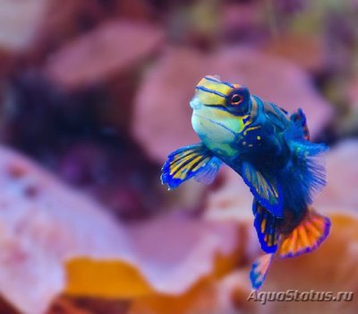 Фото Рыба мандаринка , или Китайский окунь Mandarin fish  (photo#110387)