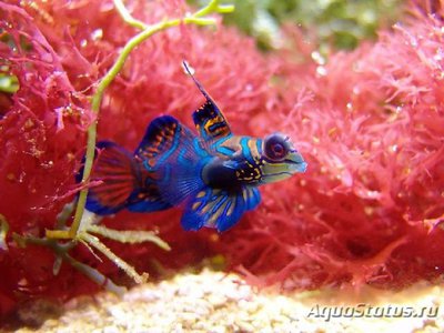 Фото Рыба мандаринка , или Китайский окунь Mandarin fish  (photo#110388)