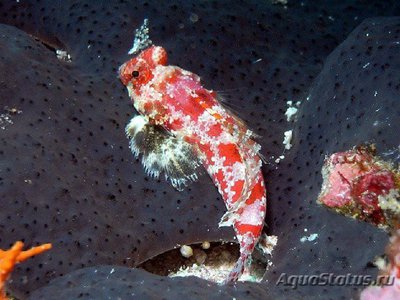 Мандаринка звездчатая (Synchiropus stellatus)