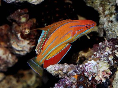 Фото Губан Карпентера , или Парахейлин красноплавниковый Paracheilinus carpenteri  (photo#110400)